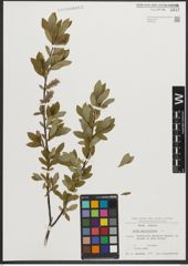 Foto von Salix phylicifolia L.